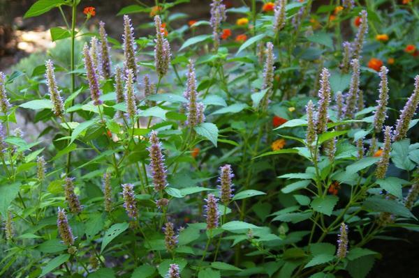 Trava komorača ne samo da će otjerati štetne insekte, već će i ukrasiti vrt u blizini ljetnog suhog ormara, fotografija autora