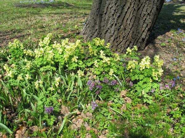 Corydalis je nepretenciozan, otporan na sjenu i otporan na zimu