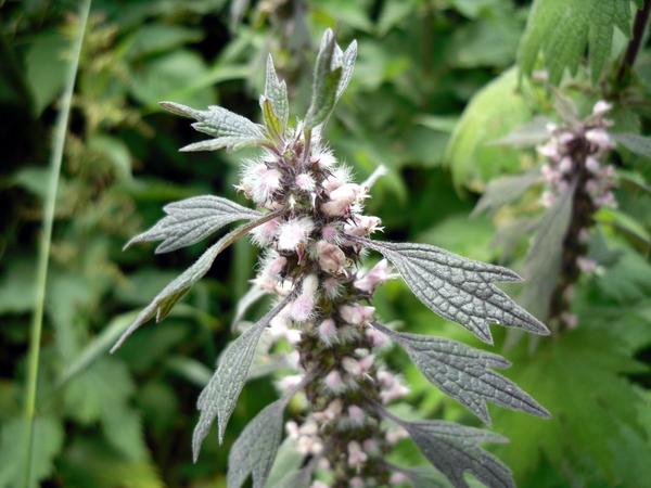 Motherwort