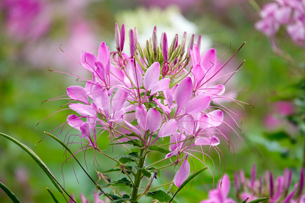 Cleome cvijet