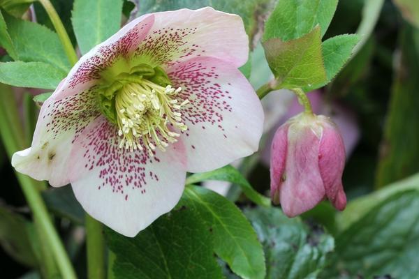 Hellebore - nevjerojatno lijepa biljka