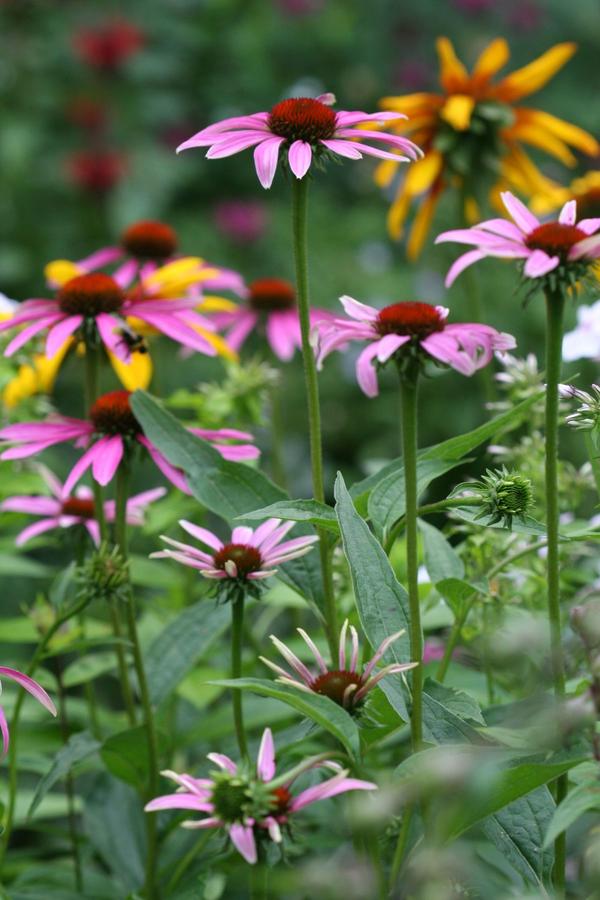 Echinacea