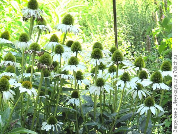 Echinacea purpurea sa svojim košarama pretvara se u primadonu cvjetnog vrta okruglih oblika, fotografija autora