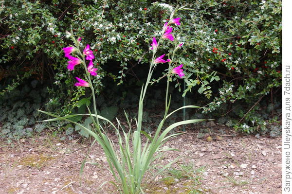 Bizantski gladiolus, fotografija autora