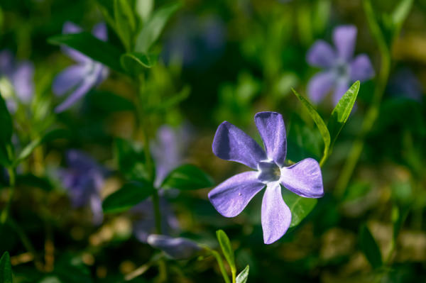 Mali zimzelen (Vinca minor)