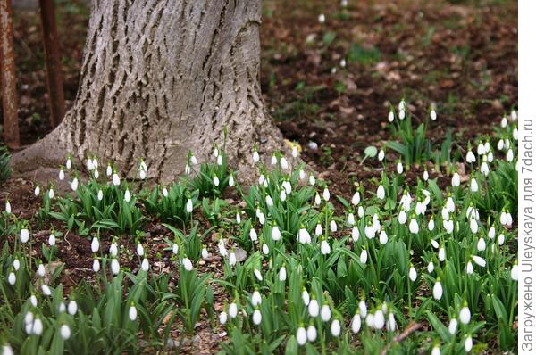 Galanthus plicata pod orahom i mojim prozorom, fotografija autora