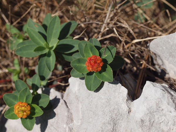 Euphorbia capitulata