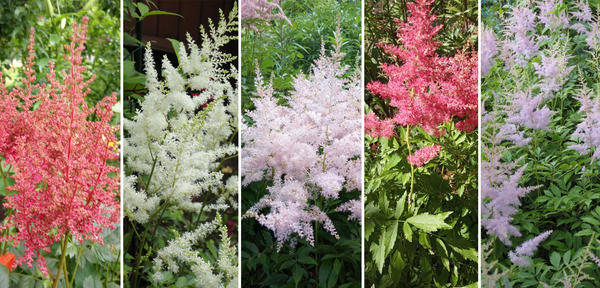 Cvatovi astilbe mogu biti različitih boja. S lijeva na desno: koralj, bijela, nježno ružičasta, malina, lila. Fotografija autora