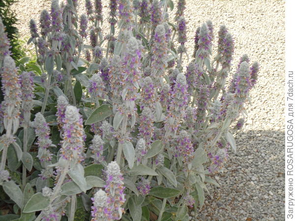 Sadnja Stachys woolly (ovčje uši) među ružama nije uvijek opravdana. Fotografija autora