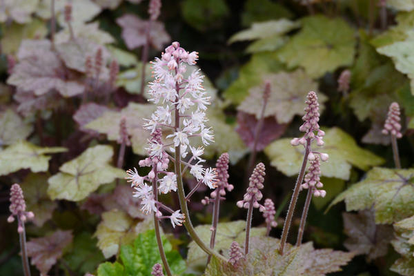 Tiarella Verri. Fotografija s www.gardenia.net