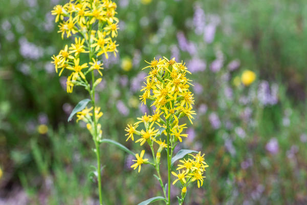 Zlatna šipka ili zlatna šipka (Solidago virgaurea)