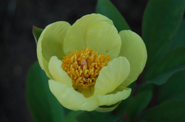 Peony Mlokosevich, fotografija autora