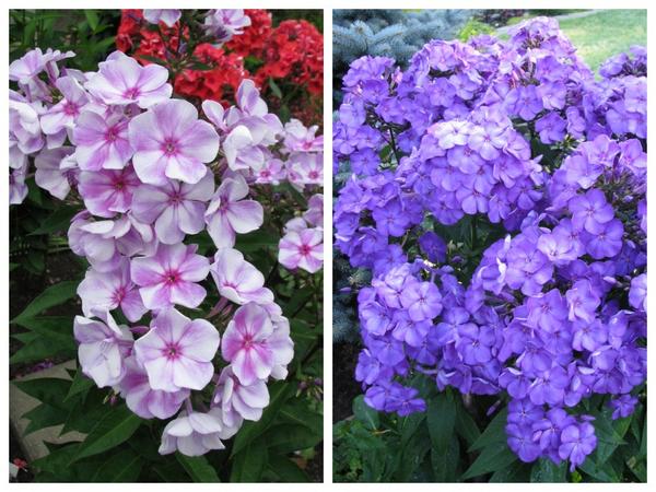 Phlox &amp;amp;#39;Nemirna Ulyana&amp;amp;#39; i &amp;amp;#39;Avatar&amp;amp;#39; - slobodno oprašivanje