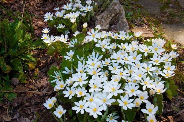 Sanguinaria canadensis