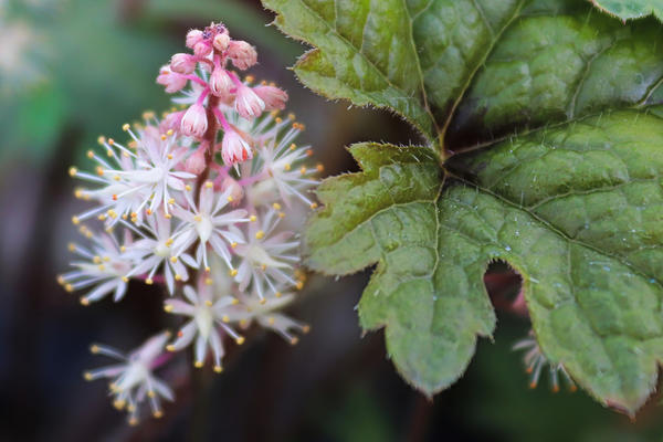 Tiarella cordifolia