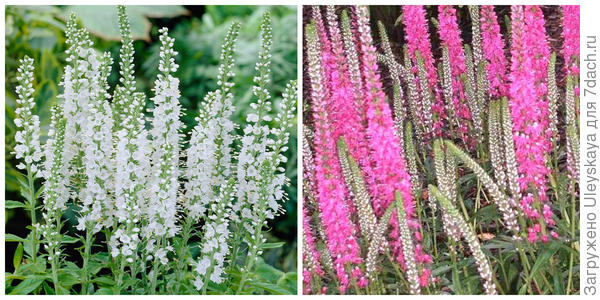 Veronica spicata Icicle. Fotografija s pinterest.co.uk. Veronica spicata var. ruža. Fotografija s ru.pinterest.com.