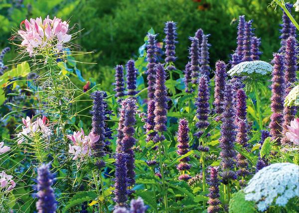 Kompozicija plavo-ljubičaste Agastache rugosa Liquorice Blue, ružičaste Cleome spinosa Sparkler Blush i bijele Ammi visnaga Green Mist izgleda nježno i elegantno.