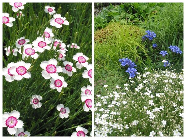 Dianthus deltoides &amp;#39;Arctic Fire&amp;#39; (lijevo) i Gentiana lagodechiana (desno)