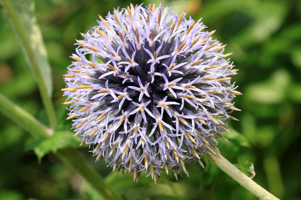 Echinops bannaticus