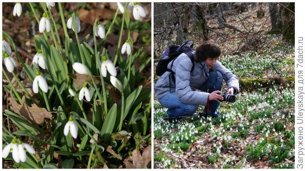 Galanthus se presavio u veljači ove godine na Ayu Dagu, Južna obala