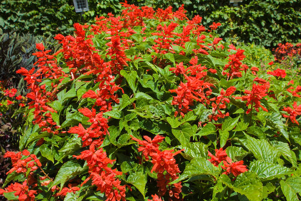 Salvia brillianti