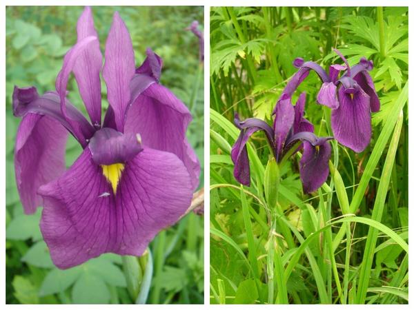 Iris ensata - predak japanskih perunika