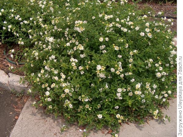 Lantana camara sorta Silver Mound, fotografija s www.onlineplantguide.com