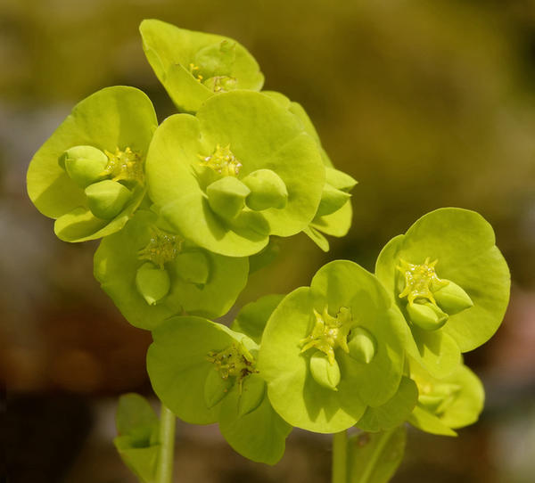 Bademova mlječika (Euphorbia amygdaloides)