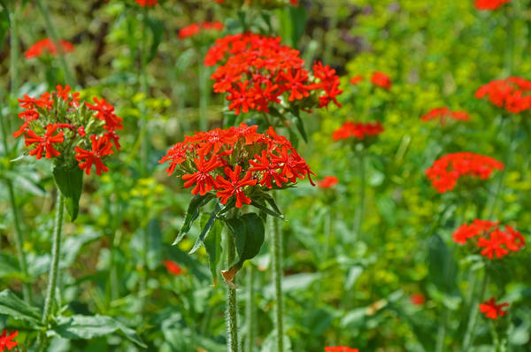 Lychnis kalcedon