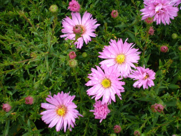 Bush aster &amp;amp;amp;amp;amp;amp;amp;lsquo;Vrijeme jorgovana&amp;amp;amp;amp;amp;amp;amp;rsquo;