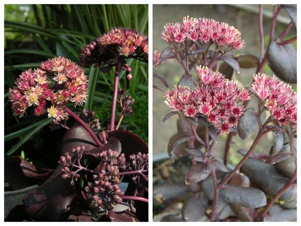 Obični sedum &amp;amp;amp;amp;amp;amp;amp;lsquo;Purpur Emperor&amp;amp;amp;amp;amp;amp;amp;rsquo; (lijevo) i &amp;amp;amp;amp;amp;amp;amp;lsquo;Ponos poštara&amp;amp;amp;amp;amp;amp;amp;rsquo; (desno)