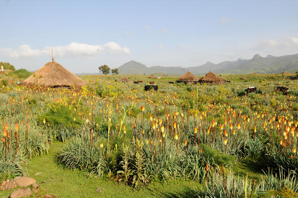 Kniphofia u prirodnim uvjetima uzgoja