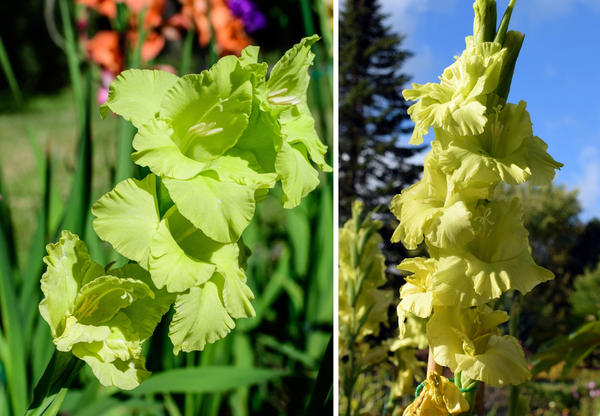 Gladioli sa zelenim cvjetovima. Desno je sorta Green Star