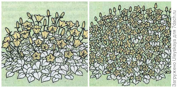 Jastučasti i puzeći oblici niskih zvona. Slike su iz Enciklopedije vrtnog bilja.