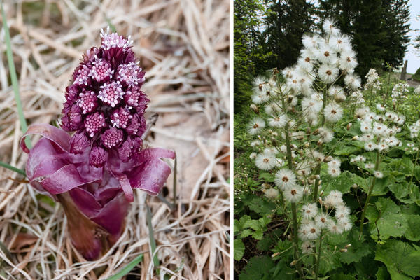 Lijevo: Butterbur muhara u proljeće. Desno: hibridno sjeme ljutike sazrijeva