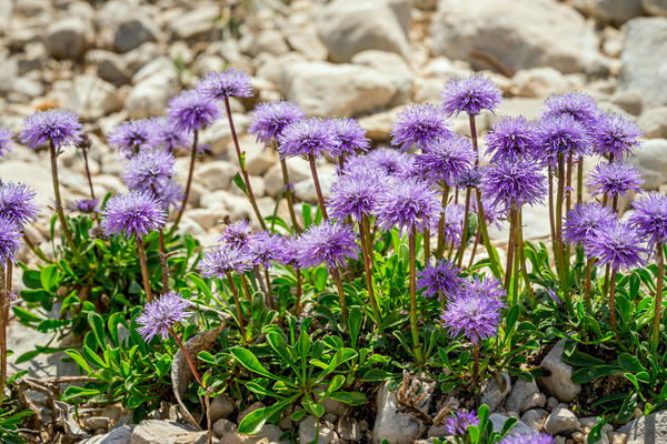 Globularia, također poznata kao Sharovnitsa