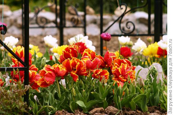 Parrot tulipani u proljetnom rubu