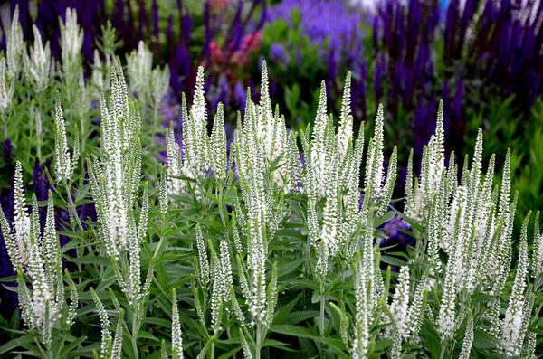 Veronica spicata alba