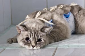 Značajke sterilizacije mačaka