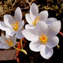 Crocus pulchellus 'Zephyr'