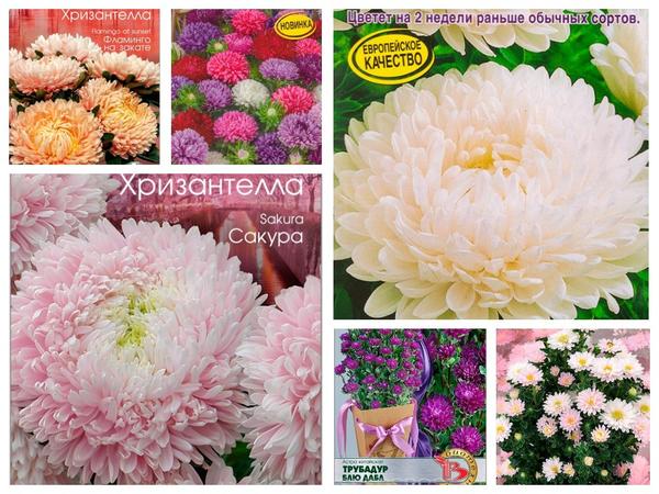 Asters je vrlo teško odabrati: svi su dobri! Fotografija sa seedspost.ru