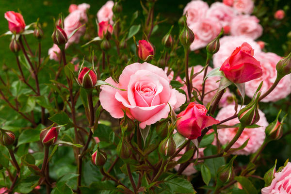 Ruže su izvrstan ukras za svaki vrt ili cvjetnjak.