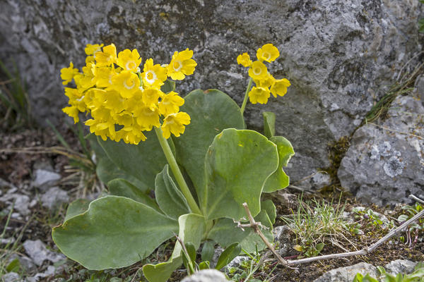 Podrijetlom s planinskih obronaka, Primula aurica savršeno će se uklopiti u kamenjar