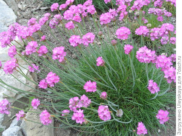 Armeria primorje