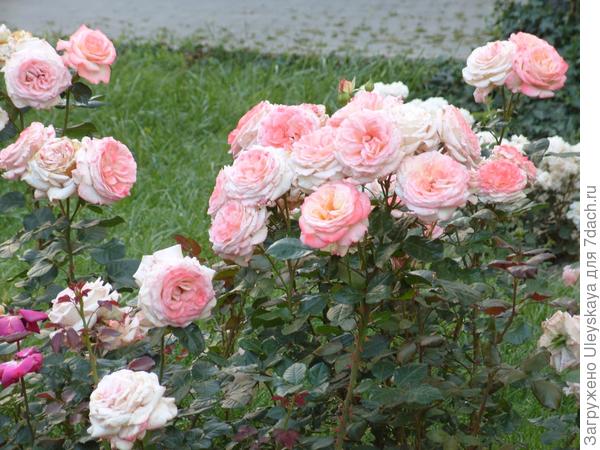 Nova sorta ruža Zinaide Konstantinovne Klimenko