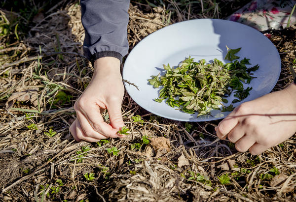 Mlade klice vrlo su dobre u svježim salatama. Ali postoje li amateri voljni pomoći vam u borbi protiv korova?