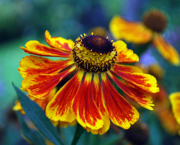 Helenium &amp;amp;amp;amp;amp;lsquo;Flammenrad&amp;amp;amp;amp;amp;rsquo;