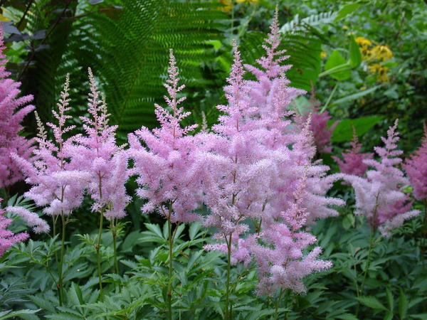 Grm astilbe uvijek izgleda elegantno, lijepo i zanimljivo