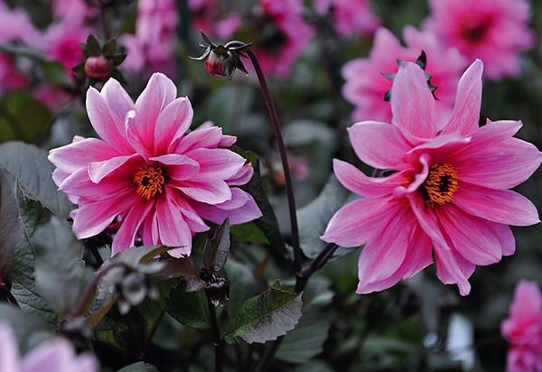 Duplex dahlia Fascination