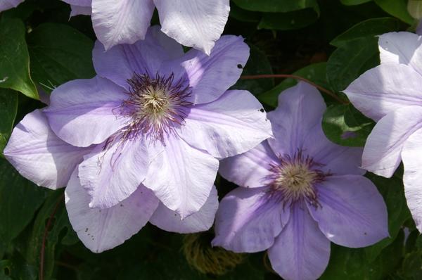 Clematis sorta Ramona dobro se razmnožava iz zelenih reznica